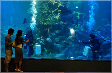 “Thám hiểm” đại dương giữa lòng Hà Nội - 4 Những chú cá tinh nghịch được những thợ lặn chuyên nghiệp cho ăn