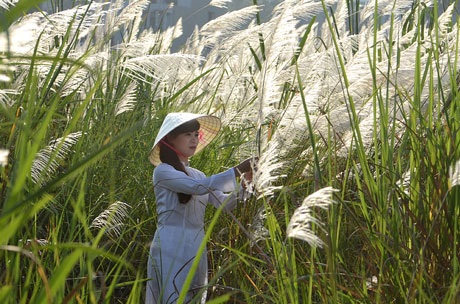 Cánh đồng lau trắng “hút hồn” tín đồ chụp ảnh - 4 Phạm Ngọc Triển