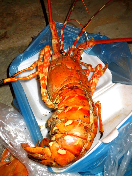 Mũi Né biển xanh, Bàu Trắng biển cát (P1) - 6 Tôm hùm