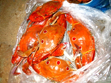 Mũi Né biển xanh, Bàu Trắng biển cát (P1) - 7 Tôm hùm