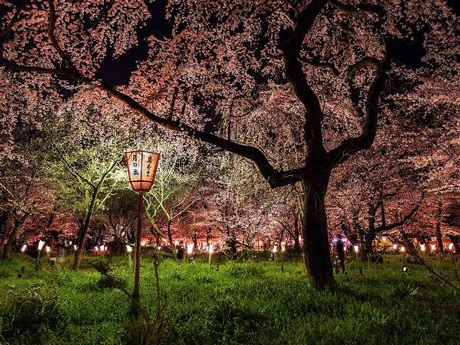 Hoa anh đào nở rộ ở Nhật Bản đẹp hơn khi về đêm