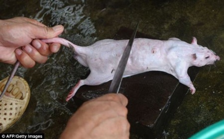 Trước khi cho vào nướng, chuột được làm sạch sẽ