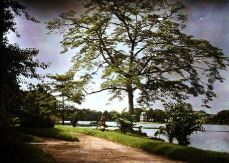 Cây gạo bên bờ hồ Hoàn Kiếm