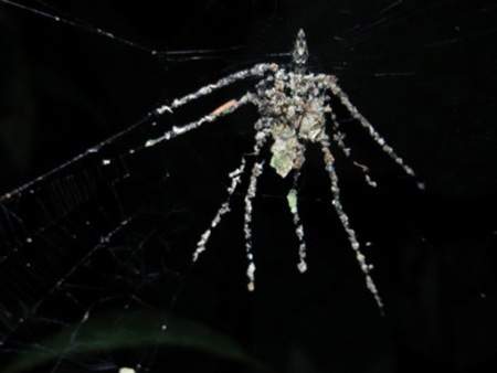 Những loài vật kỳ dị nhất được phát hiện trong năm 2013 - 1 Loài hải sâm khổng lồ ăn bằng... hậu môn