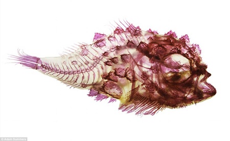 Cá đẹp “ngỡ ngàng” nhờ... tẩy trắng, nhuộm màu - 2 Loài cá Scalyhead Sculpin sau khi được nhuộm màu