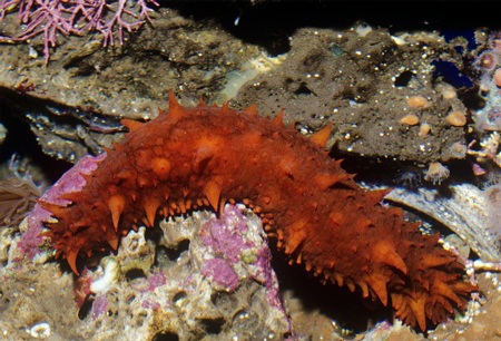 Những loài vật kỳ dị nhất được phát hiện trong năm 2013 - 2 Loài sên đỏ… như máu ở