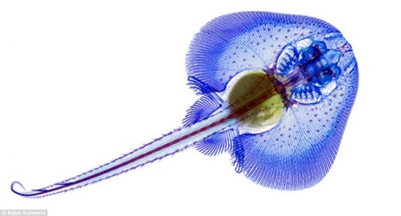 Cá đẹp “ngỡ ngàng” nhờ... tẩy trắng, nhuộm màu - 3 Alcian Blue tạo màu xanh cho mẫu vật