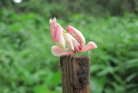 Bọ ngựa độc đáo hóa trang thành hoa để săn mồi