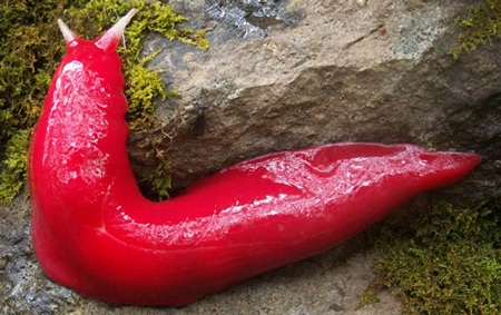 Những loài vật kỳ dị nhất được phát hiện trong năm 2013 - 3 Chuột chù “anh hùng” ở Châu Phi