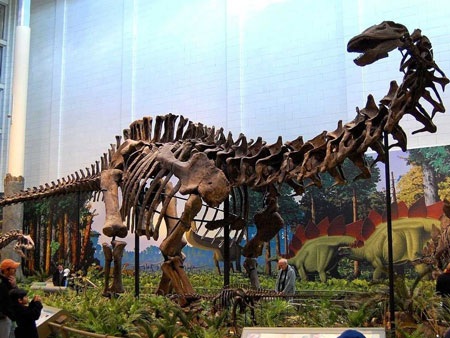 Những “sự thật” không còn đúng với hiện tại - 4 Brontosaurus tại bảo tàng Carnegie tại Pittsburgh