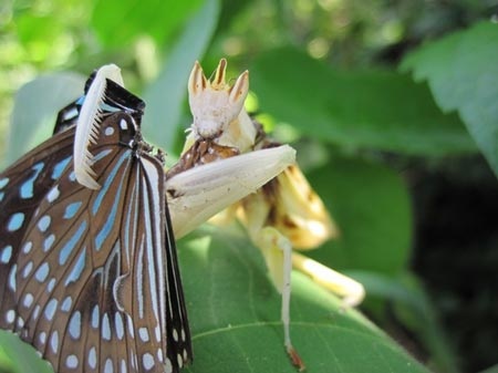 Bọ ngựa độc đáo hóa trang thành hoa để săn mồi