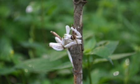... hay ong như trong ảnh.