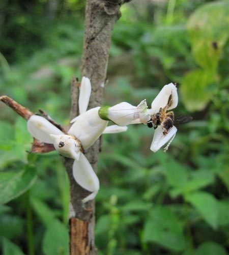 ... hay ong như trong ảnh.