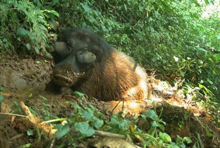 Những loài vật kỳ dị nhất được phát hiện trong năm 2013 - 8 Loài côn trùng mới phát hiện có “mái tóc điện giật”