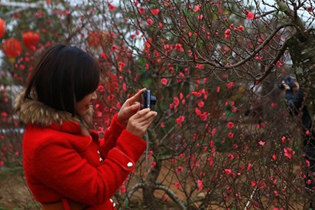 Giờ này ở nhà, hoa đào đã nở đón xuân…. Ảnh minh họa: Internet