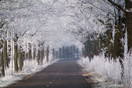 … đối lập với khung cảnh Vancouver lạnh lẽo. Ảnh: Internet.