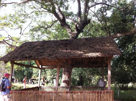 Cây giết người bên ngôi mộ trẻ sơ sinh và mẹ