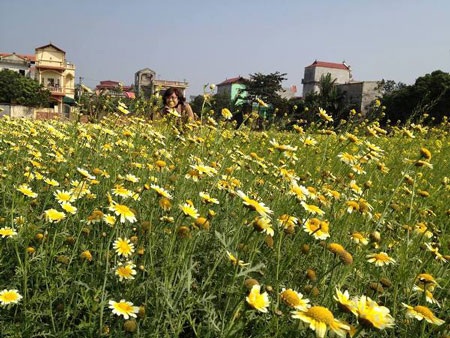 Hoa lại vàng nơi ấy…