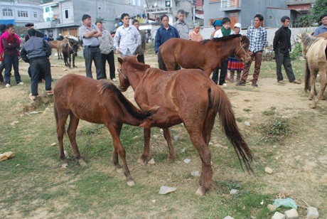 Gần tết Giáp Ngọ thăm chợ ngựa Bắc Hà - 8 Cặp mẹ con con ngựa này chỉ có giá bán 12 triệu đồng