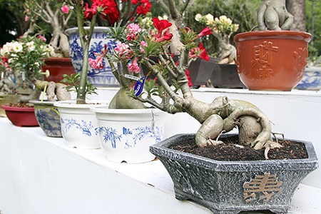 Thiếu nữ Sài Gòn tha thướt áo dài dạo Hội hoa - 11 Bên cạnh đó, không thể không nhắc đến các loài cây, loài hoa được trưng bày tại hội hoa năm nay