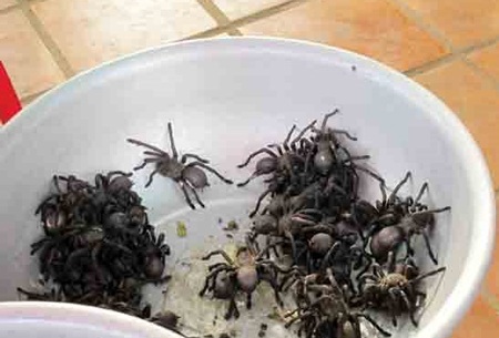 Đi chợ côn trùng, ăn thịt nhện ở xứ chùa Tháp