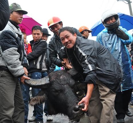 Thịt trâu chọi thua chỉ được bán với giá từ 800.0000 đồng đến hơn 1 triệu đồng/kg…