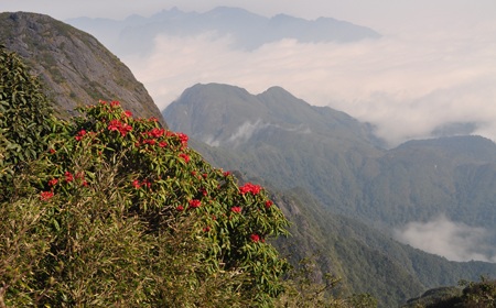 Rừng quốc gia Hoàng Liên lại đón du khách chinh phục đỉnh núi Phan Si Păng - 3 Phong cảnh rừng quốc gia Hoàng Liên (Sa Pa) trên độ cao 2900 mét so với mặt nước biển