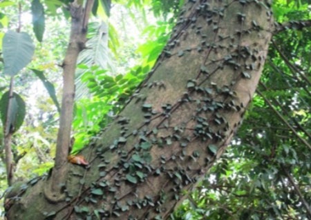 Biển số nhà cũng bị bao phủ bởi dây leo