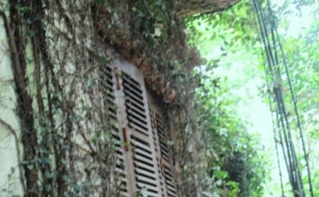 Chiếm trọn hầu hết không gian bên ngoài toà nhà tạo nên một vẻ kỳ bí và hoang sơ