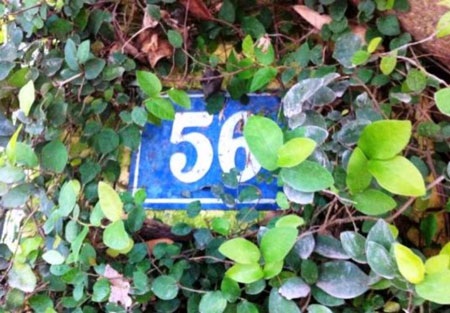 Biển số nhà cũng bị bao phủ bởi dây leo