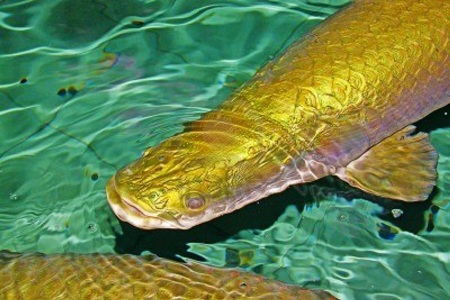 Tuy nhiên, nó có thể nhảy khỏi mặt nước để bắt mồi như chim, rắn,...