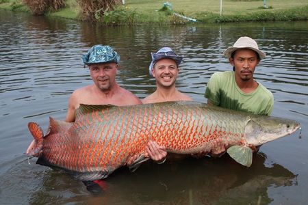Tuy nhiên, loài cá này lại được nhiều người dân Nam Mỹ săn lùng để bắt về làm thực phẩm.