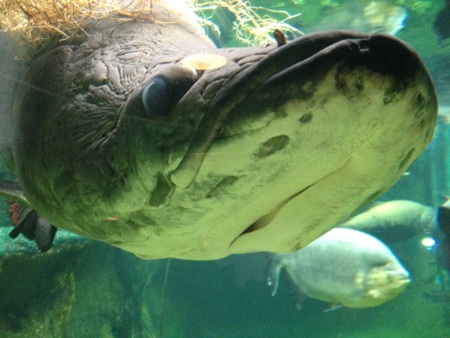 Cận cảnh “vua” ăn thịt man rợ sông Amazon