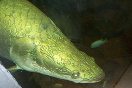 Đặc điểm đặc biệt nhất của loài cá này là một sự phụ thuộc lớn vào không khí để thở.