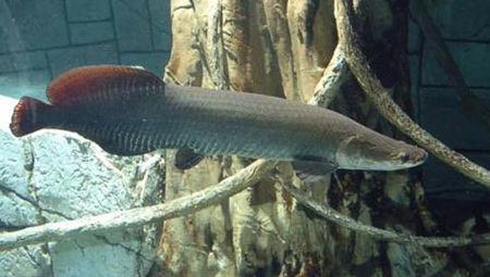 Đặc điểm đặc biệt nhất của loài cá này là một sự phụ thuộc lớn vào không khí để thở.