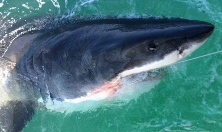 Phát hoảng khi câu được một con cá mập trắng khổng lồ - 3 Con cá mập bị cắn câu. (Nguồn: BPM)