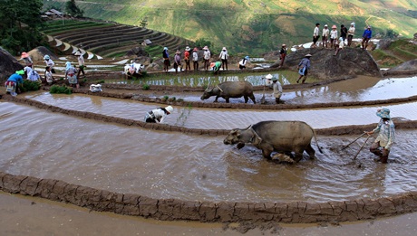 “Ngẩn ngơ” với ruộng bậc thang Sa Pa vào mùa nước đổ - 3 Tin & ảnh: