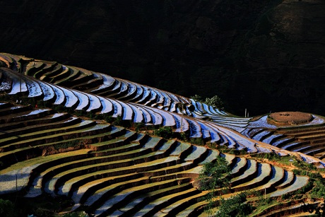 “Ngẩn ngơ” với ruộng bậc thang Sa Pa vào mùa nước đổ - 4 Tin & ảnh: