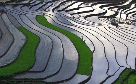 “Ngẩn ngơ” với ruộng bậc thang Sa Pa vào mùa nước đổ - 6 Tin & ảnh: