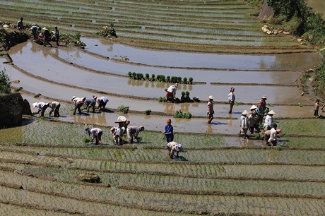 “Ngẩn ngơ” với ruộng bậc thang Sa Pa vào mùa nước đổ - 7 Tin & ảnh: