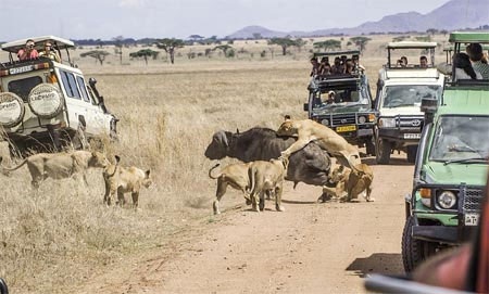 Những con sư tử còn lại đứng chờ và quan sát.