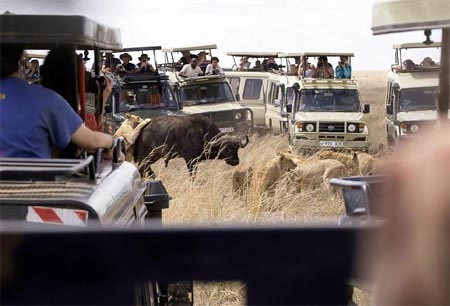 Những con sư tử còn lại đứng chờ và quan sát.