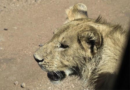 Những con sư tử còn lại đứng chờ và quan sát.