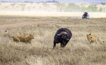 Những con sư tử còn lại đứng chờ và quan sát.