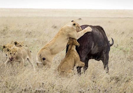 Những con sư tử còn lại đứng chờ và quan sát.