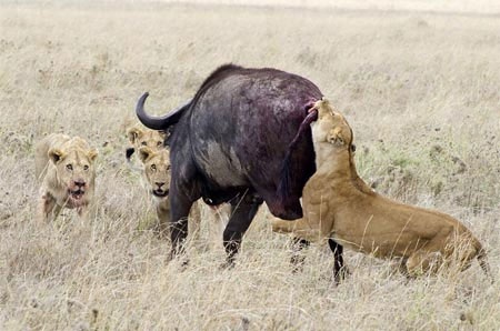 Những con sư tử còn lại đứng chờ và quan sát.