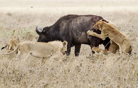 Những con sư tử còn lại đứng chờ và quan sát.