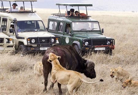 Những con sư tử còn lại đứng chờ và quan sát.