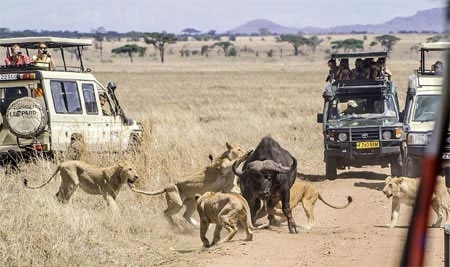 Những con sư tử còn lại đứng chờ và quan sát.