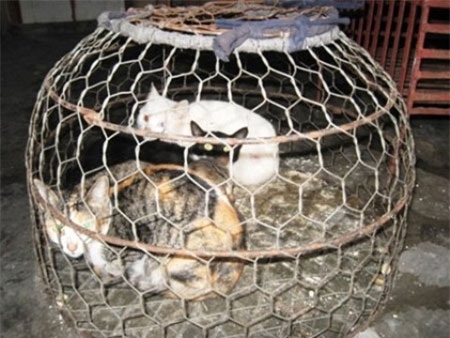 Tạp chí lừng danh thế giới sốc với thú nhậu “tiểu hổ” ở Việt Nam - 2 Thú nhậu ‘tiểu hổ’ ở Việt Nam trên tạp chí Time lừng danh.